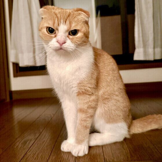 スコティッシュフォールドの琥珀ちゃん