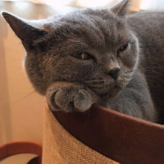 ブリティッシュショートヘアのブリオくん