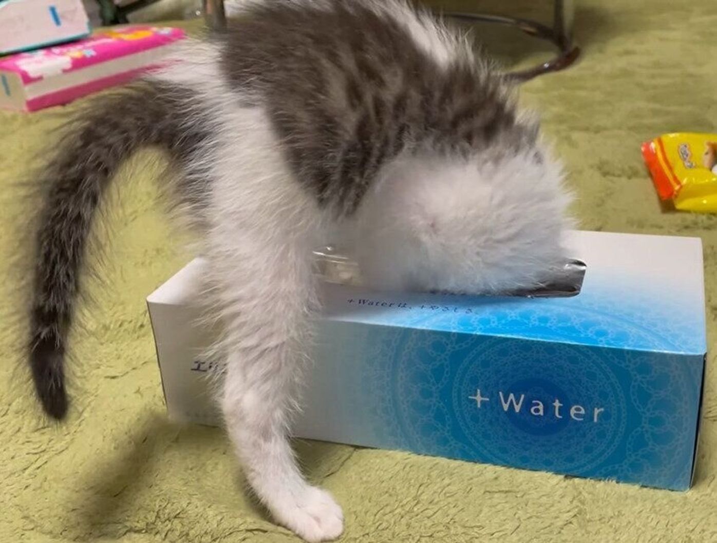 生暖かく見守る先輩猫の周りで遊ぶ子猫 ティッシュ箱に突っ込み始めた ねこのきもちweb Magazine 生暖かく見守る先輩猫の周りで遊ぶ子猫 ティッシュ箱に突っ込み始めた ねこのきもちweb Magazine