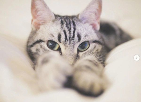 元保護猫・ごまちゃん