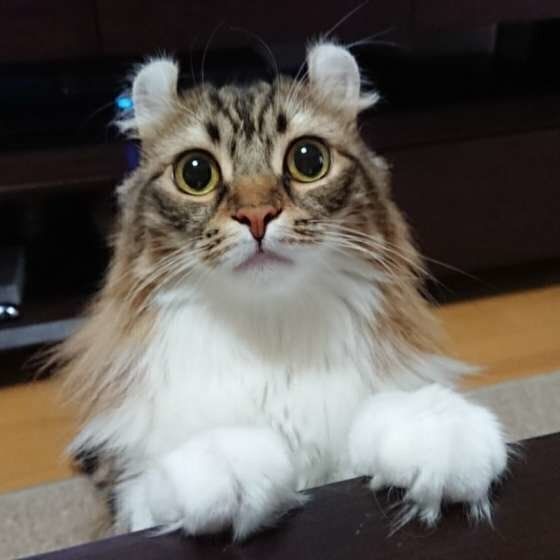 ごはんを待つ猫