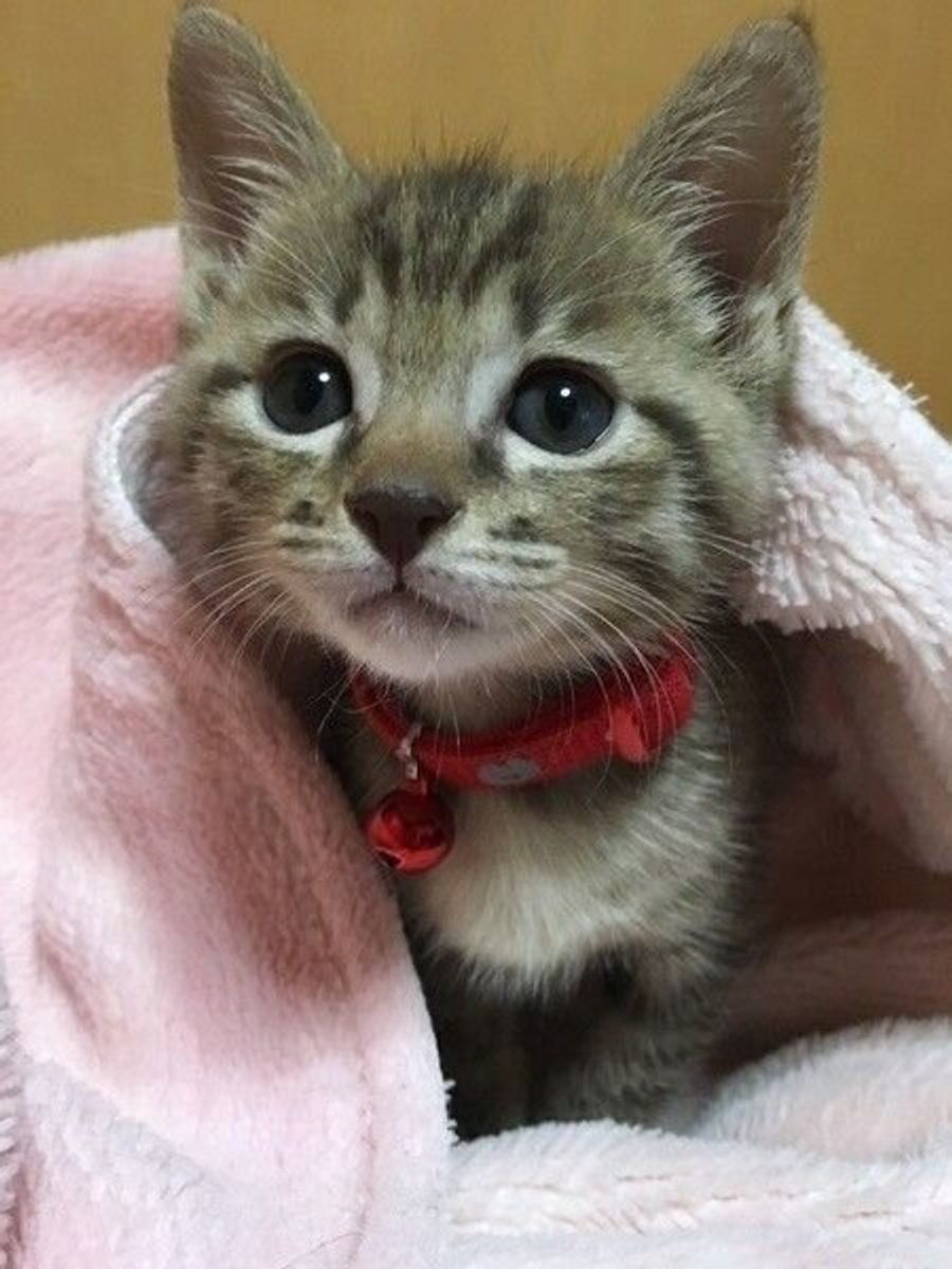 獣医師監修 子猫の下痢の原因や対処法は 症状別の疑問に獣医師が回答します ねこのきもちweb Magazine 獣医師監修 子猫の下痢の原因や対処法は 症状別の疑問に獣医師が回答します ねこのきもちweb Magazine