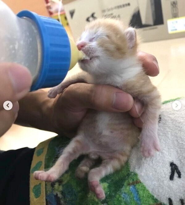 ミルクを飲むシンバさん