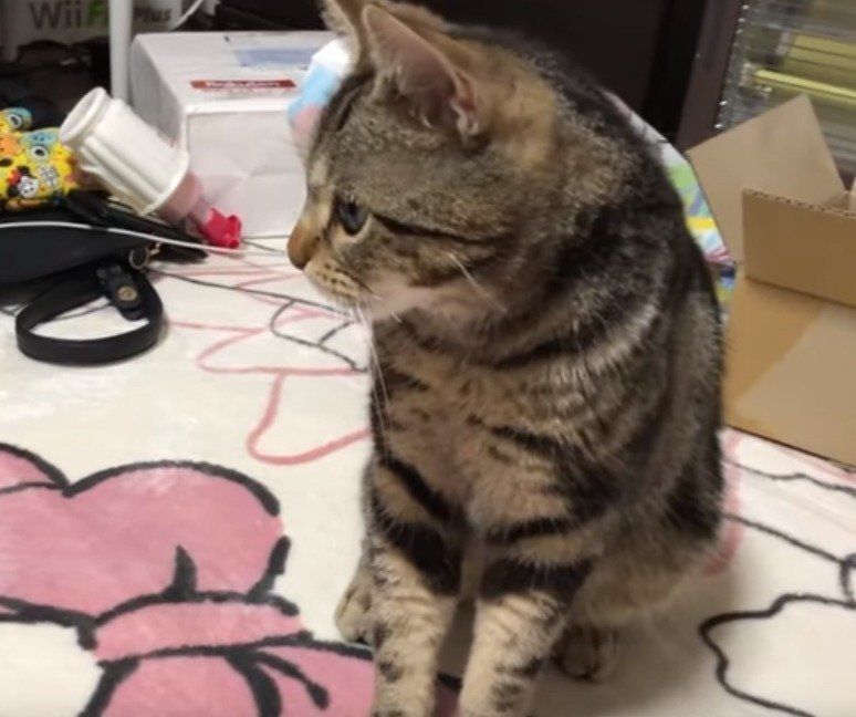 構ってほしい猫