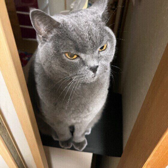 悪い顔をするブリティッシュショートヘア