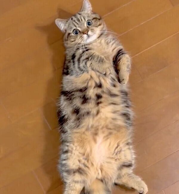 ヘソ天するチョパえもんくん