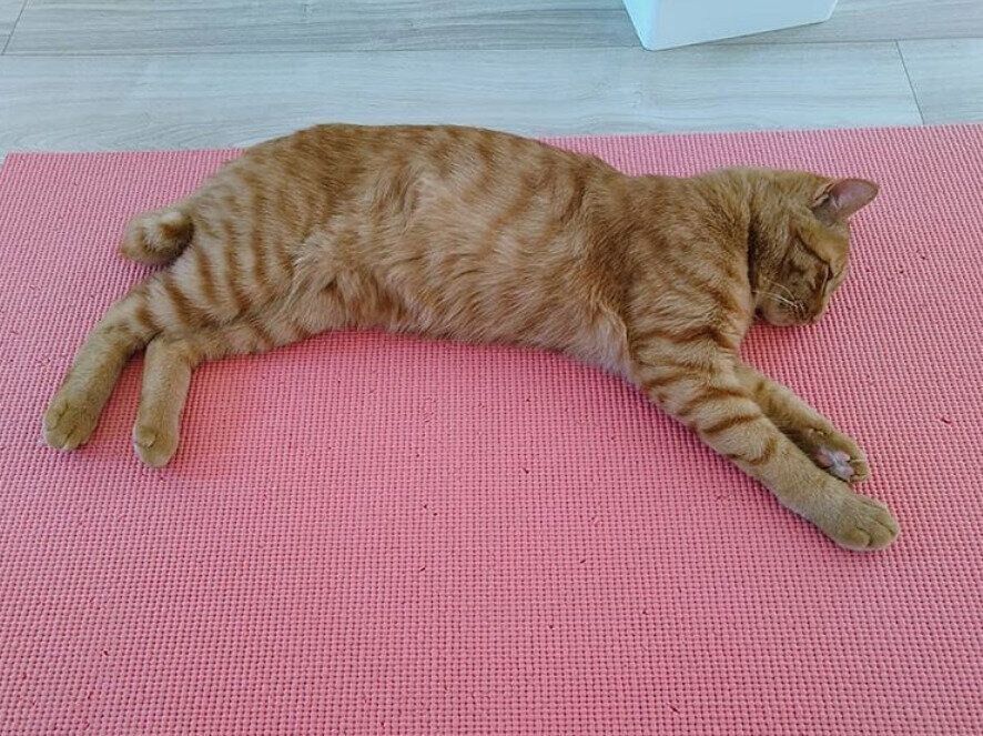 ヨガマットに落ちてる虎太郎くん