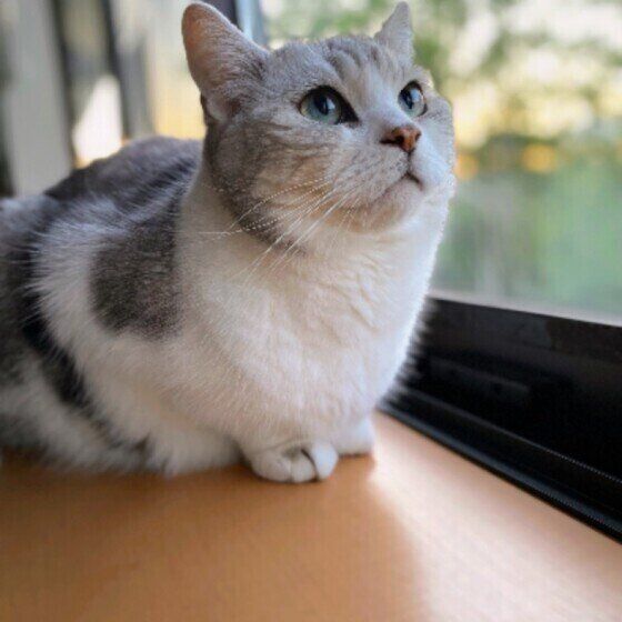 ニャルソックする猫