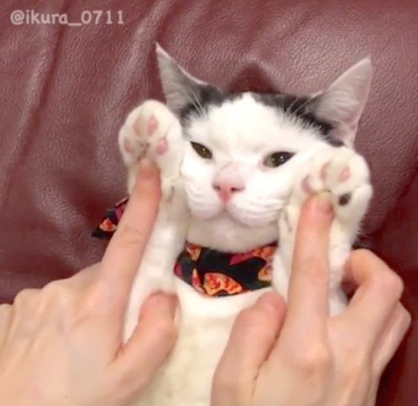 マッサージをしてもらう猫