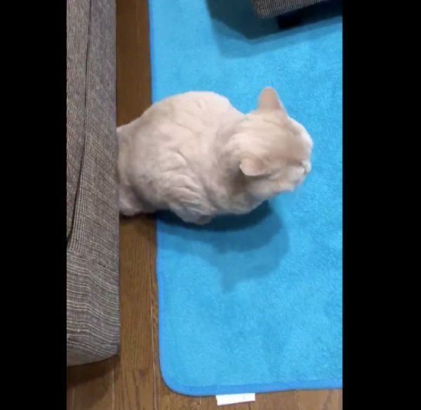 ブリティッシュショートヘアのみかんちゃんとぽてとちゃん