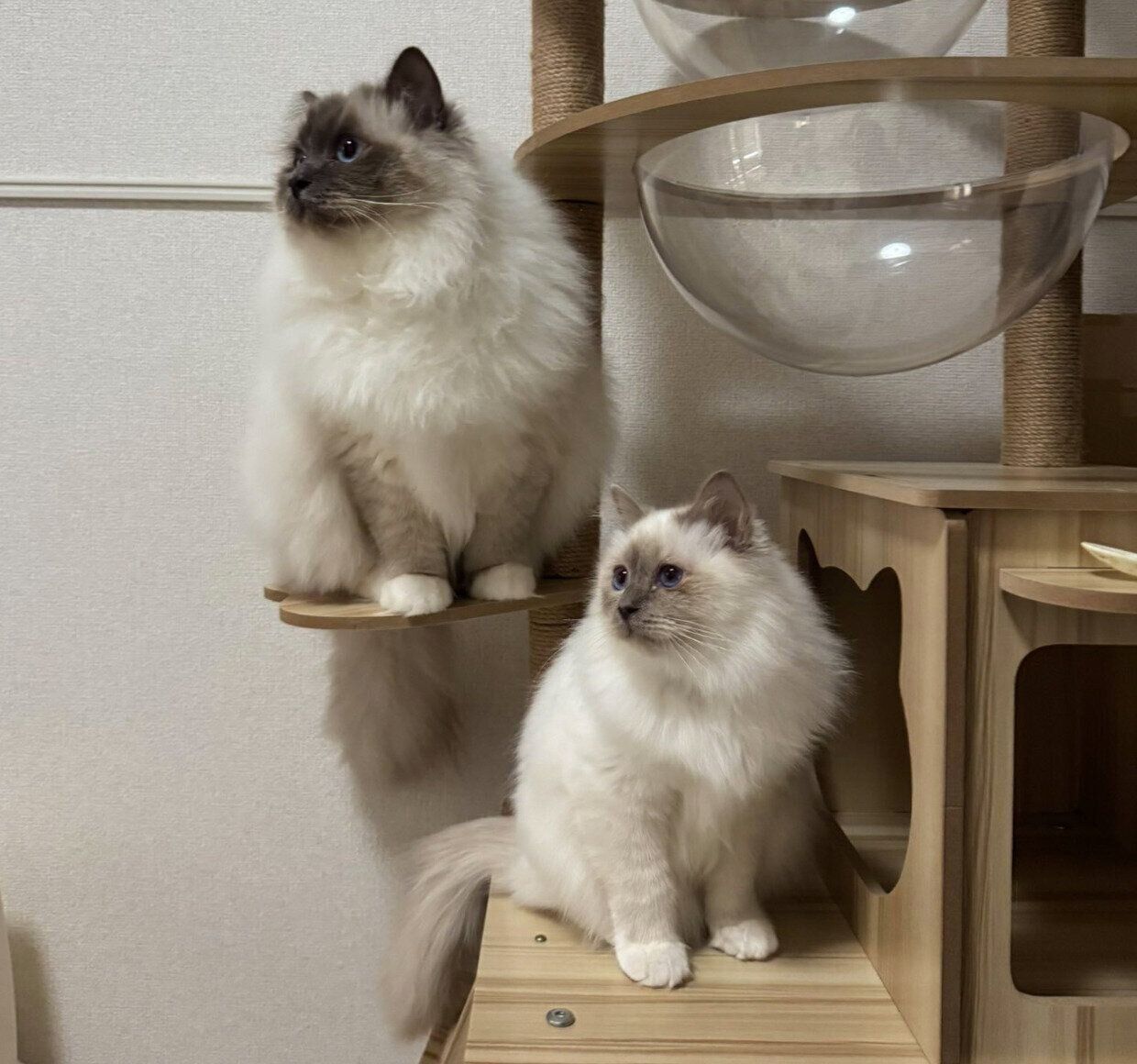 同じ方向を見る2匹