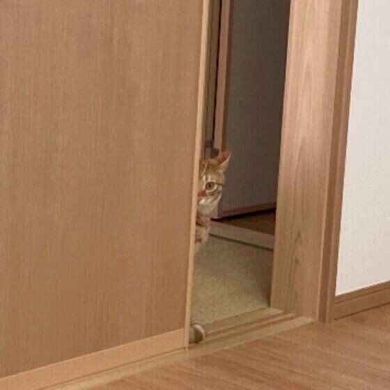 茶トラの銀次くん