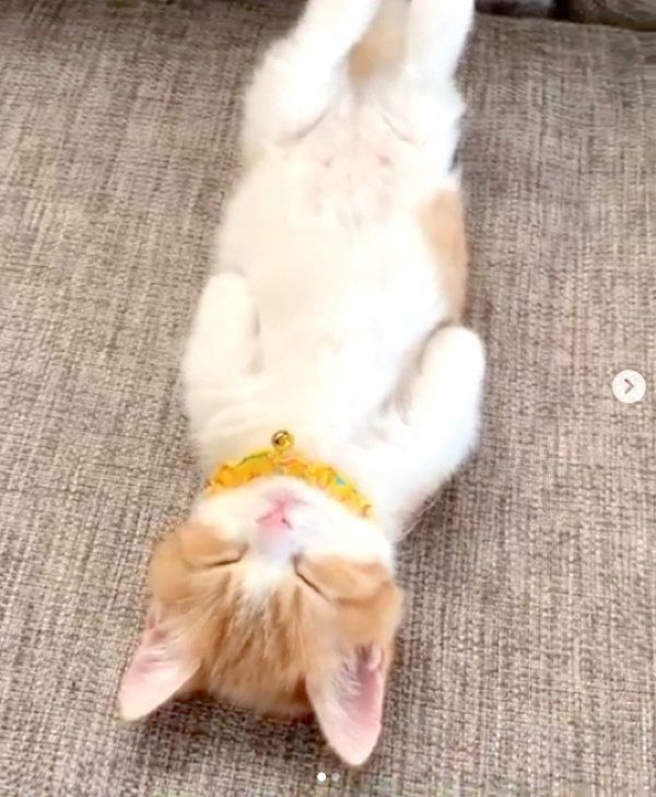 ヘソ天するマンチカン