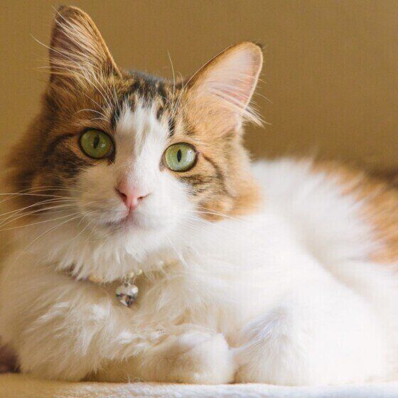 MIXキジトラのりりちゃん