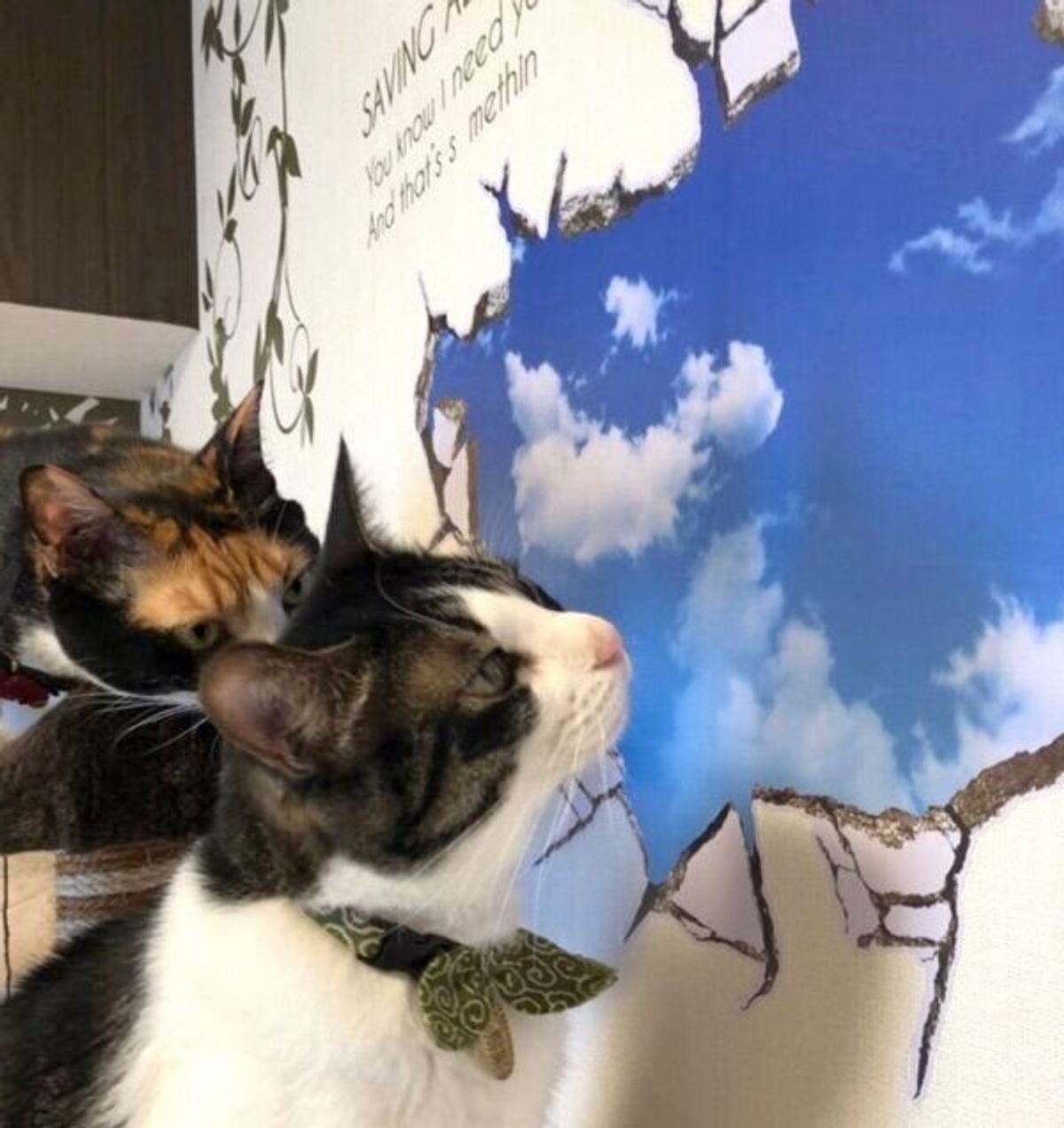 イタズラをした猫にドッキリを敢行したら 想像以上のリアクションに反響 ねこのきもちweb Magazine イタズラをした猫にドッキリを敢行したら 想像以上のリアクションに反響 ねこのきもちweb Magazine
