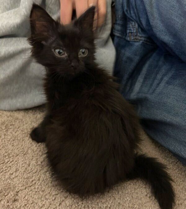 生後2カ月のコンパスちゃん。