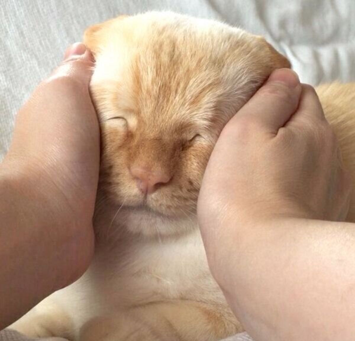 一度見たら忘れられない 顔を なでりなでり される猫の表情が最高だった ねこのきもちweb Magazine 一度見たら忘れられない 顔を なでりなでり される猫の表情が最高だった ねこのきもちweb Magazine