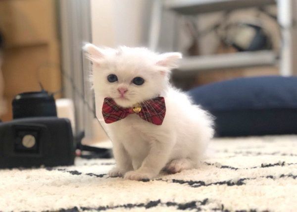 子猫時代のたいちゃん