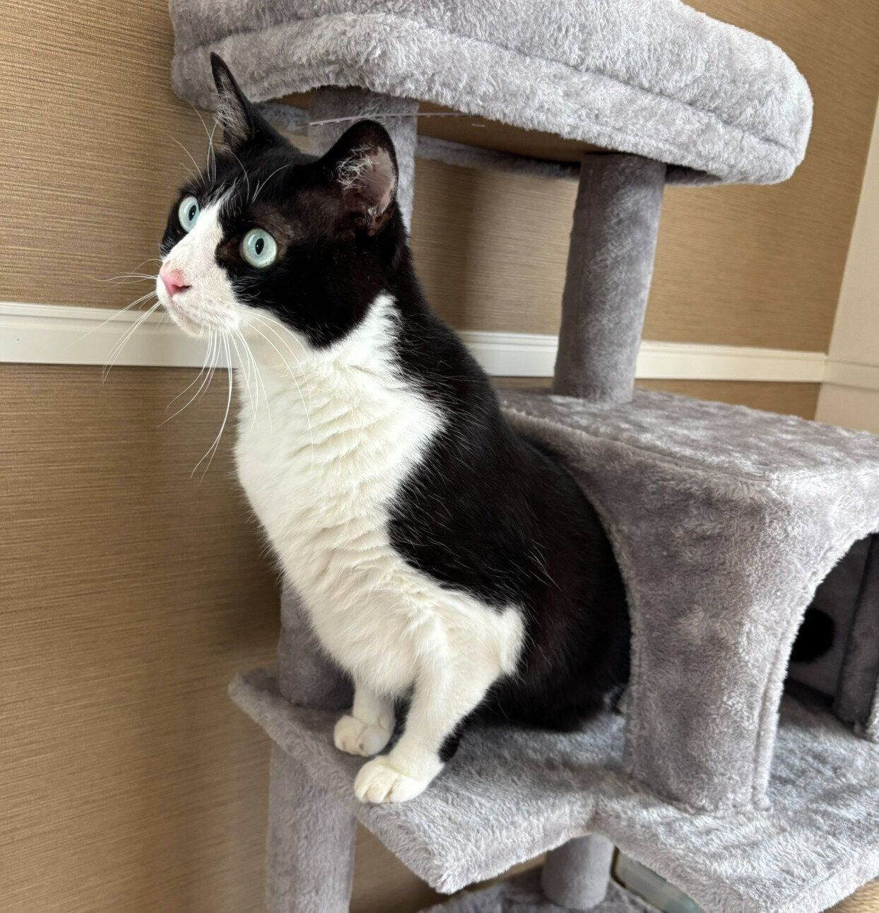 キャットタワーに座るロキくん