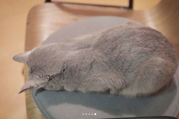 ごめん寝する猫