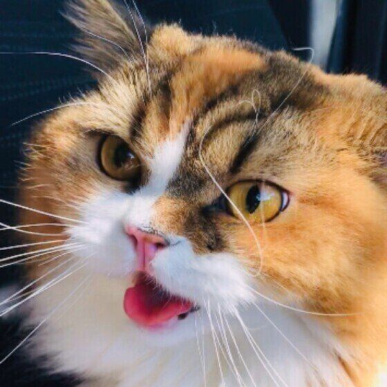 鳴くスコティッシュフォールド