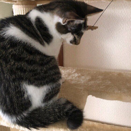 チョロちゃんのかぎしっぽ