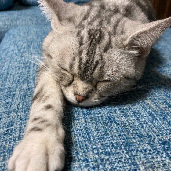 すずちゃん（アメリカンショートヘア）