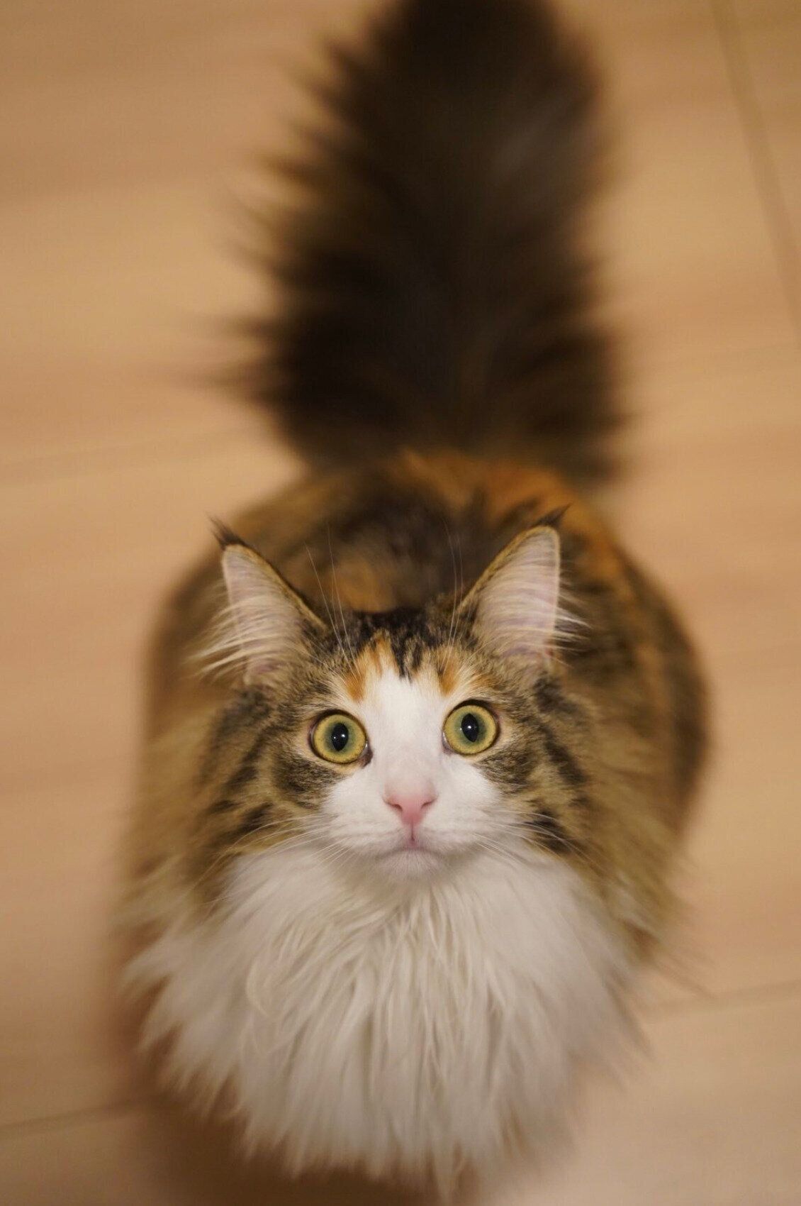 見つめるあんみつちゃん