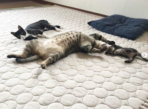 バンザイ寝する猫