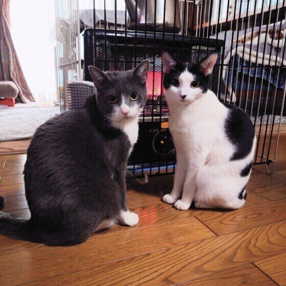 ストーブ前でくつろぐ2匹の猫