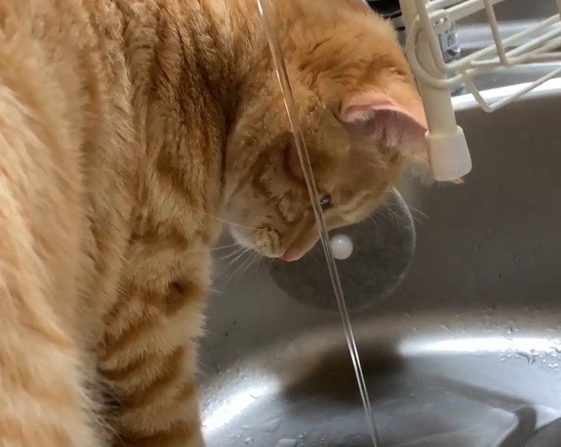 水を見る猫