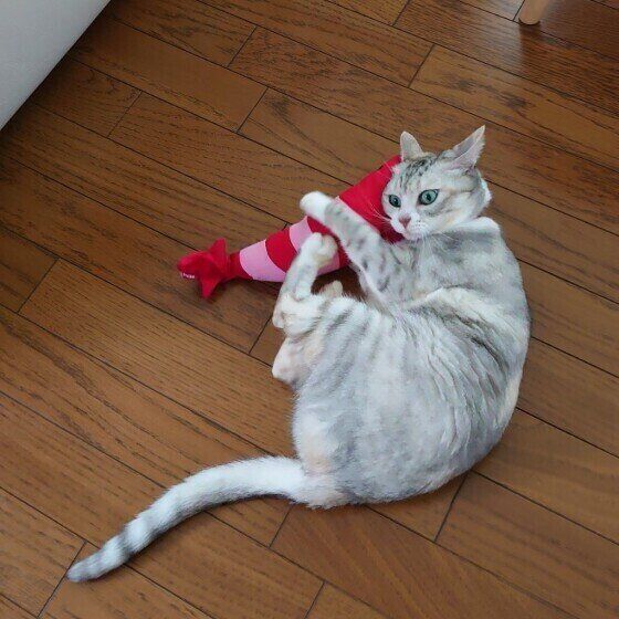 サバトラのココちゃん