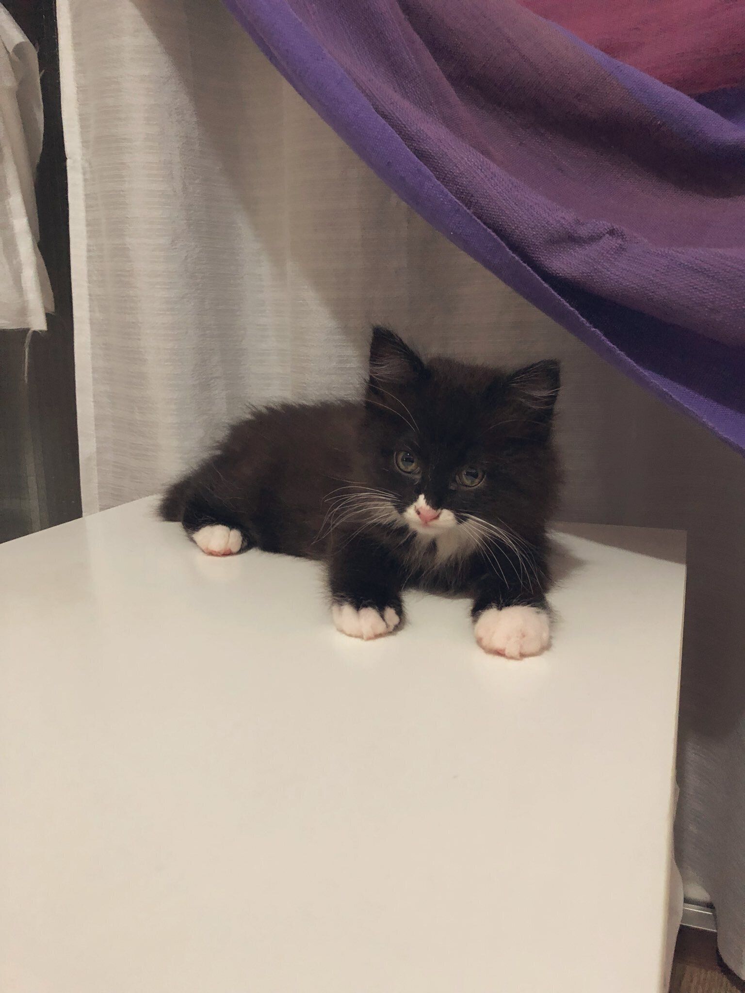 生後3～4カ月の子猫