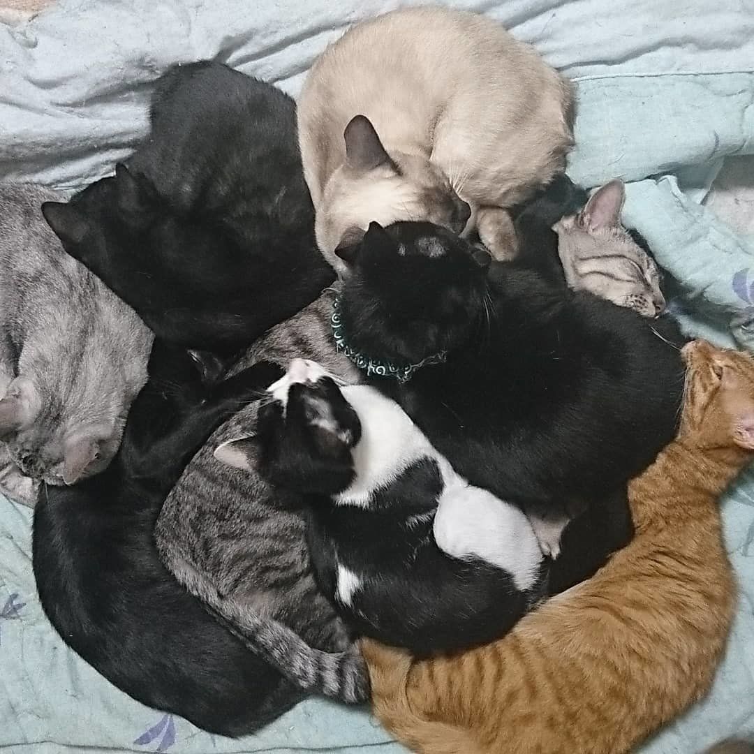 大家族の猫絨毯