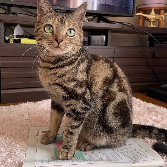 アメリカンショートヘアのココちゃん