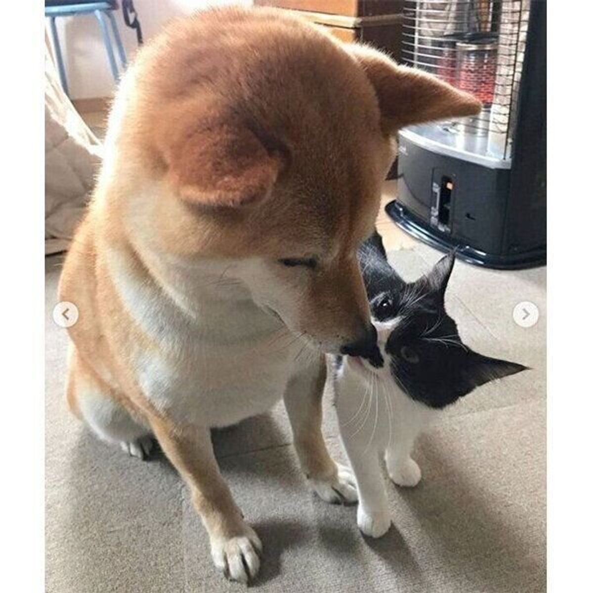 道路の真ん中でうずくまっていた子猫を保護 泥水を飲んで生きていたコが手にした新たな 猫生 ねこのきもちweb Magazine 道路の真ん中でうずくまっていた子猫を保護 泥水を飲んで生きていたコが手にした新たな 猫生 ねこのきもちweb Magazine