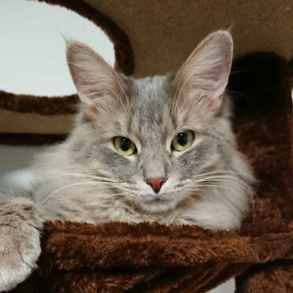 ワイルドだけどエレガント 天性のギャップで愛されている猫 ソマリ の魅力徹底解説 ねこのきもちweb Magazine ワイルドだけどエレガント 天性のギャップで愛されている猫 ソマリ の魅力徹底解説 ねこのきもちweb Magazine