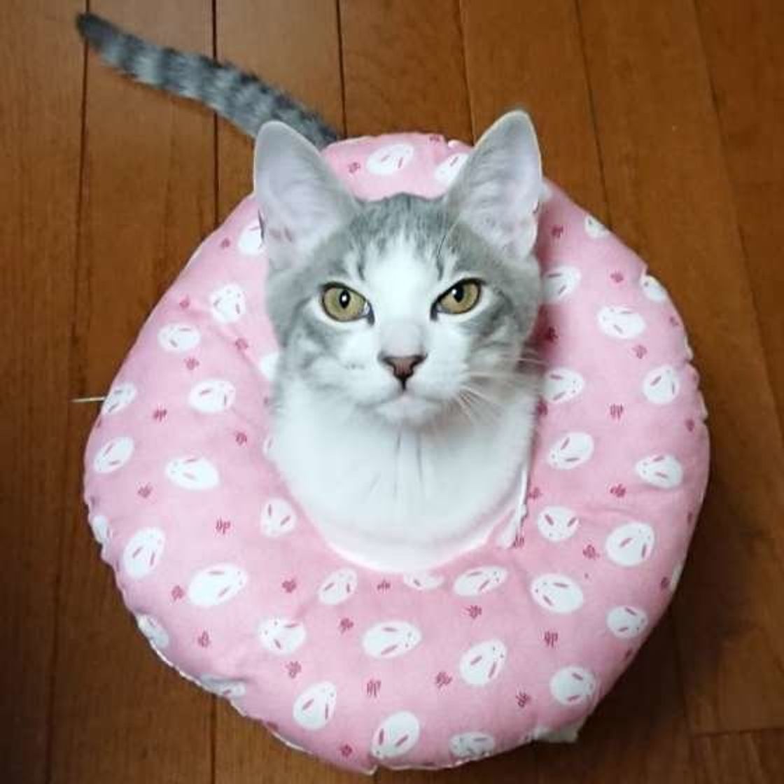 猫の鳴き声からわかるホンネ いつもよりうるさい ときに考えられる理由は ねこのきもちweb Magazine 猫の鳴き声からわかるホンネ いつもよりうるさい ときに考えられる理由は ねこのきもちweb Magazine