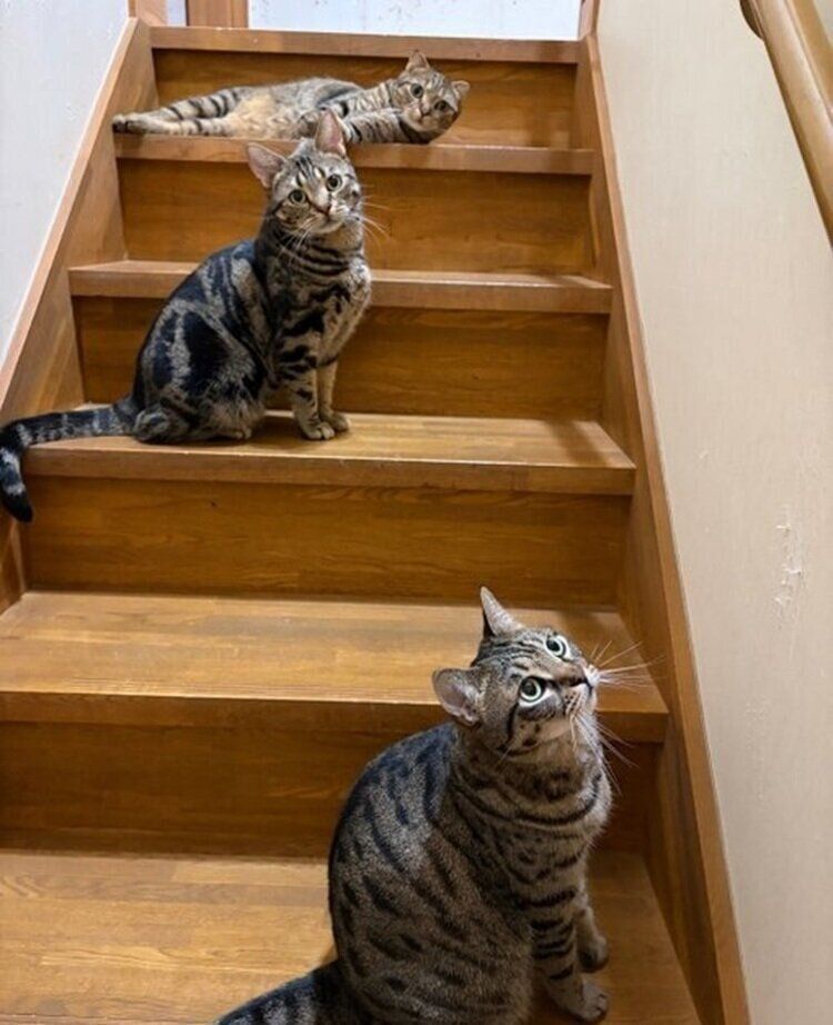 階段に広がるはちべえくんと同居猫たち