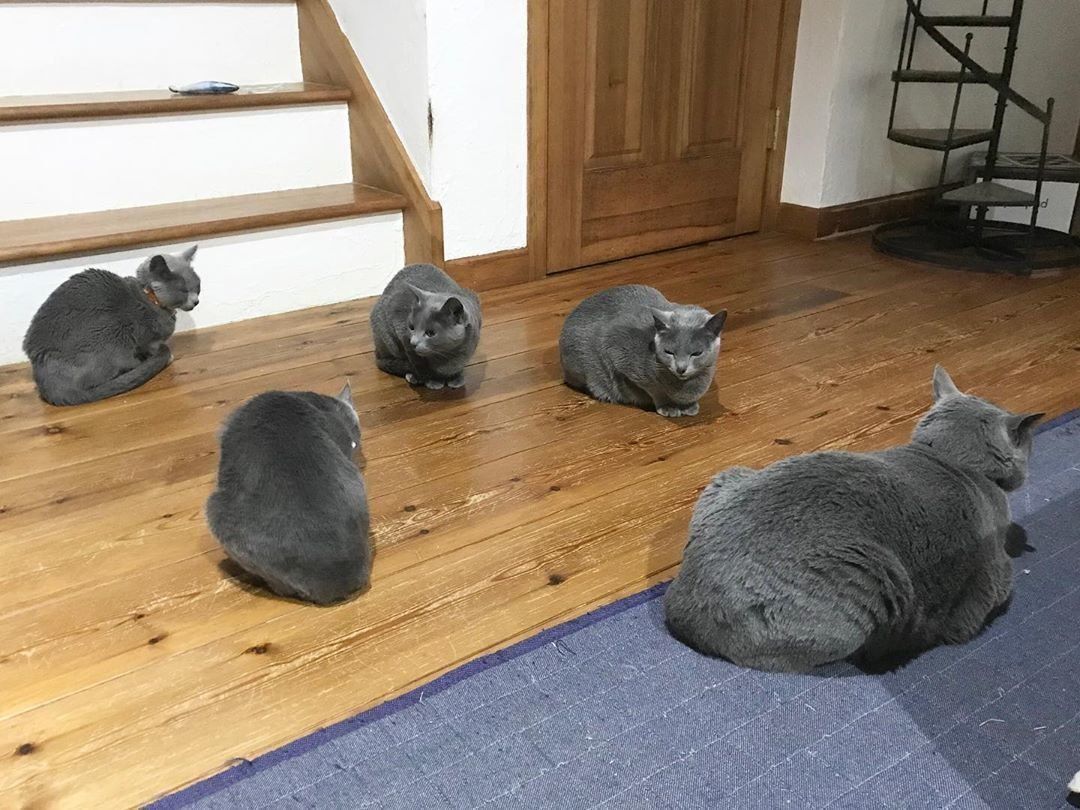 ソーシャルディスタンスに気を付ける猫たち