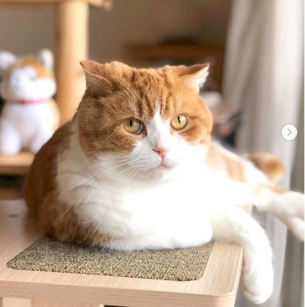 キメ顔をするスコティッシュフォールド