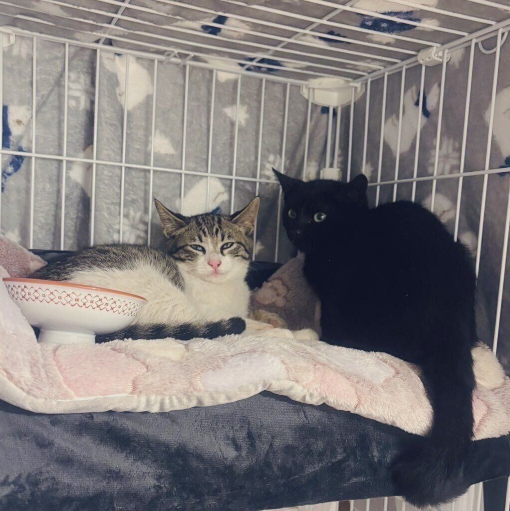 2匹の生後約3カ月の子猫