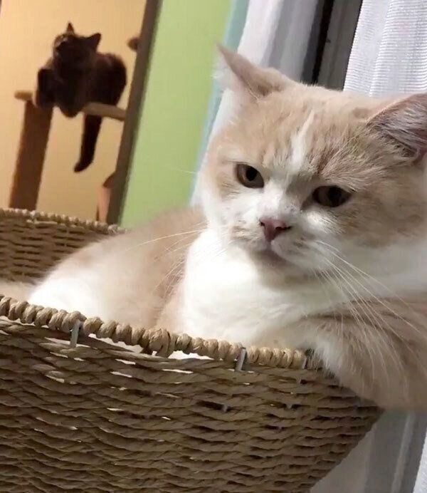 まったりするスパイクくんと、お手てをひょいひょい動かすパティちゃん