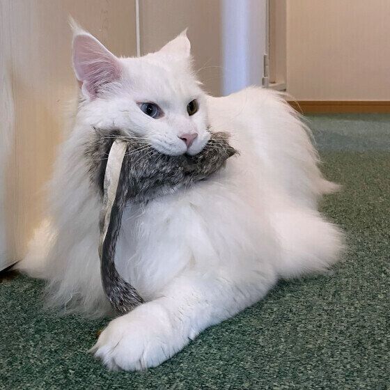 メインクーンのククルちゃん