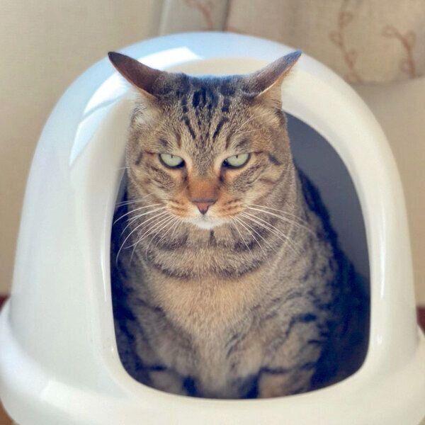 トイレ中のこんぶちゃん