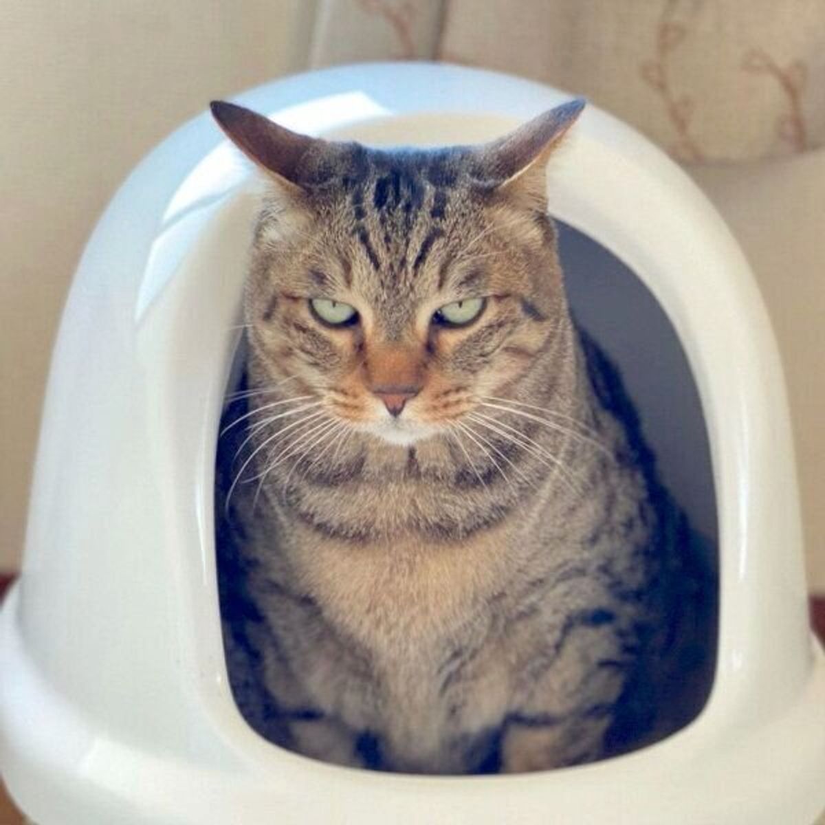 トイレ うんこ 覗き アップ