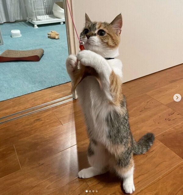 新しいおもちゃをチェックするむぎめちゃん