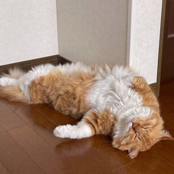 へそ天するまるくん（MIX）