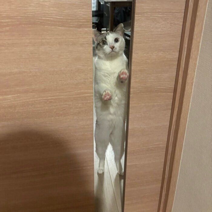 飼い主さんが帰宅すると立ち上がってお出迎えをする十兵衛くん