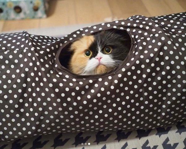 スコティッシュフォールドのきなこちゃん